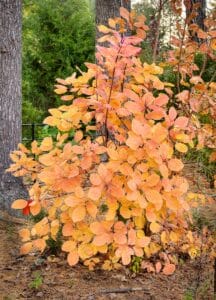 Yellow leaves of American smoketree