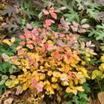 Yellowish fall foliage of Fothergilla gardenii 'Blue Elf'