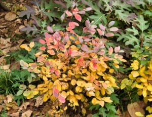 Yellowish fall foliage of Fothergilla gardenii 'Blue Elf'