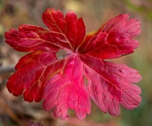 Red leaf of wildl geranium