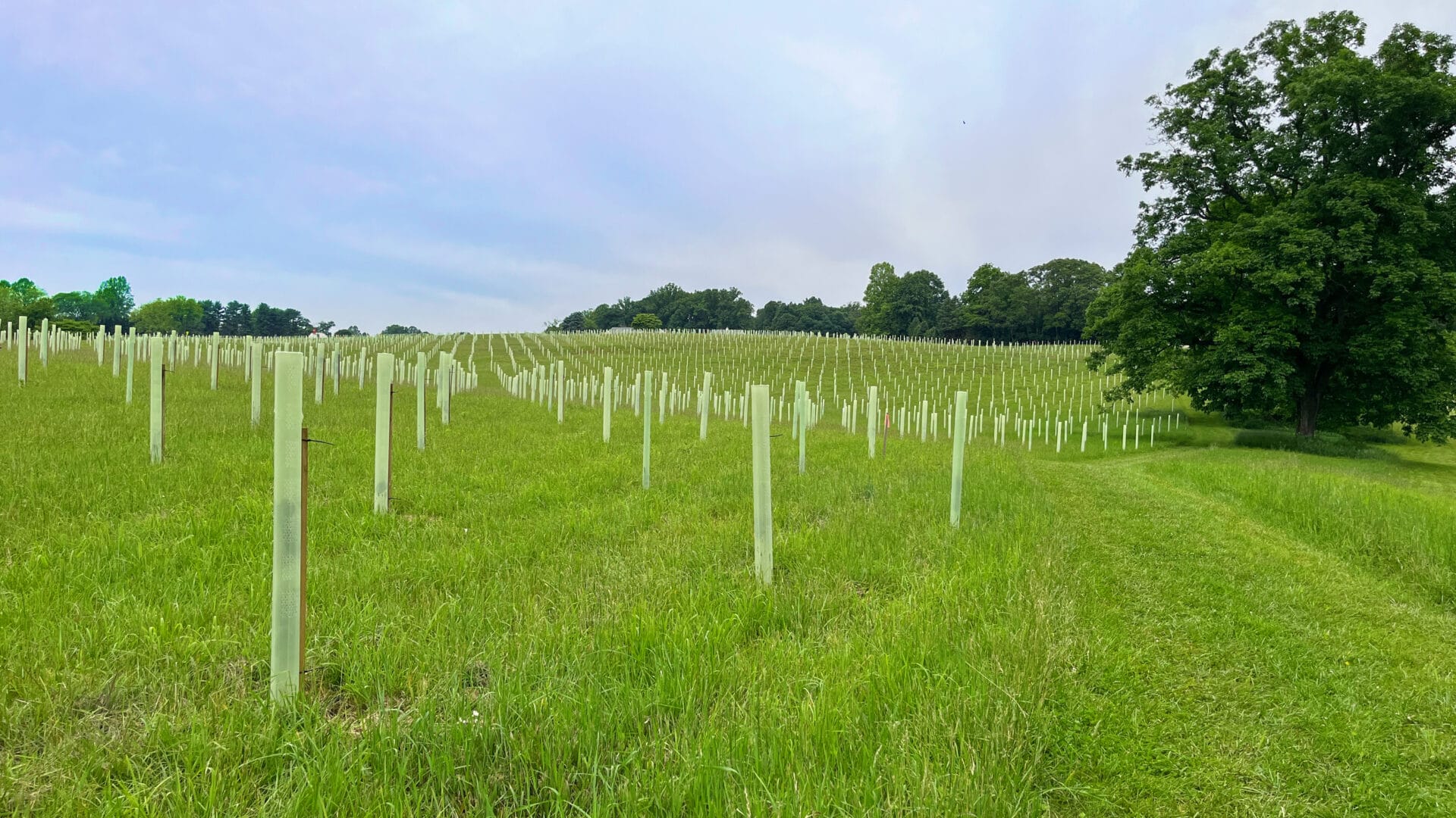 a landscape of green grass with plastic tubes sticking out of the ground