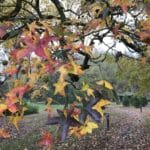 American sweetgum leaves turning red and yellow