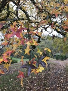 American sweetgum leaves turning red and yellow