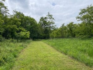 A wide, grassy trail through meadow toward woodlands