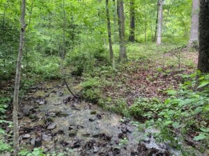 A shallow stream runs along a rocky stream bed in a green woodland