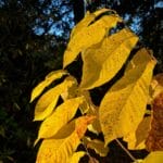 Yellow pawpaw leaves in fall