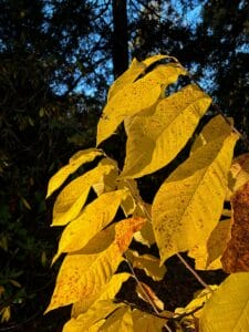 Yellow pawpaw leaves in fall