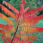 Orange and red leaves of staghorn sumac in fall
