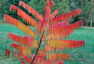Orange and red leaves of staghorn sumac in fall