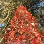 Orange foliage of Virginia Creeper climbing a tree