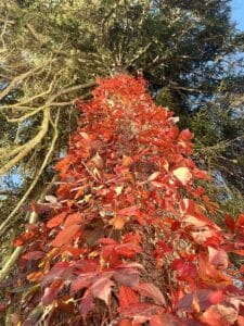 Orange foliage of Virginia Creeper climbing a tree
