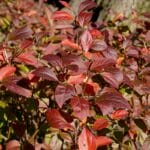 Leaves of Virginia sweetspire turning red in fall