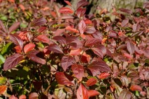 Leaves of Virginia sweetspire turning red in fall