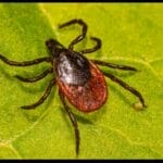 close up of blacklegged tick on green leaf