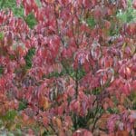 red leaves of native dogwood in fall