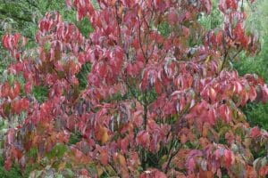 red leaves of native dogwood in fall
