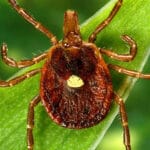 close up of lonestar tick on green leaf