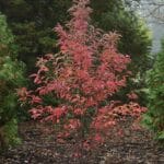 Reddish fall leaves of sourwood tree