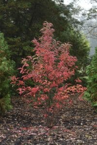 Reddish fall leaves of sourwood tree