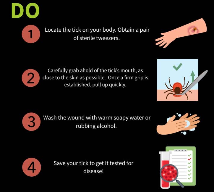 four-method for removing ticks