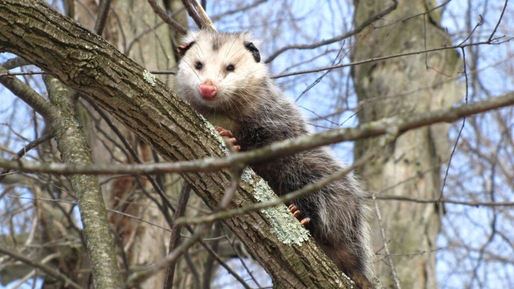 opossum in a tree
