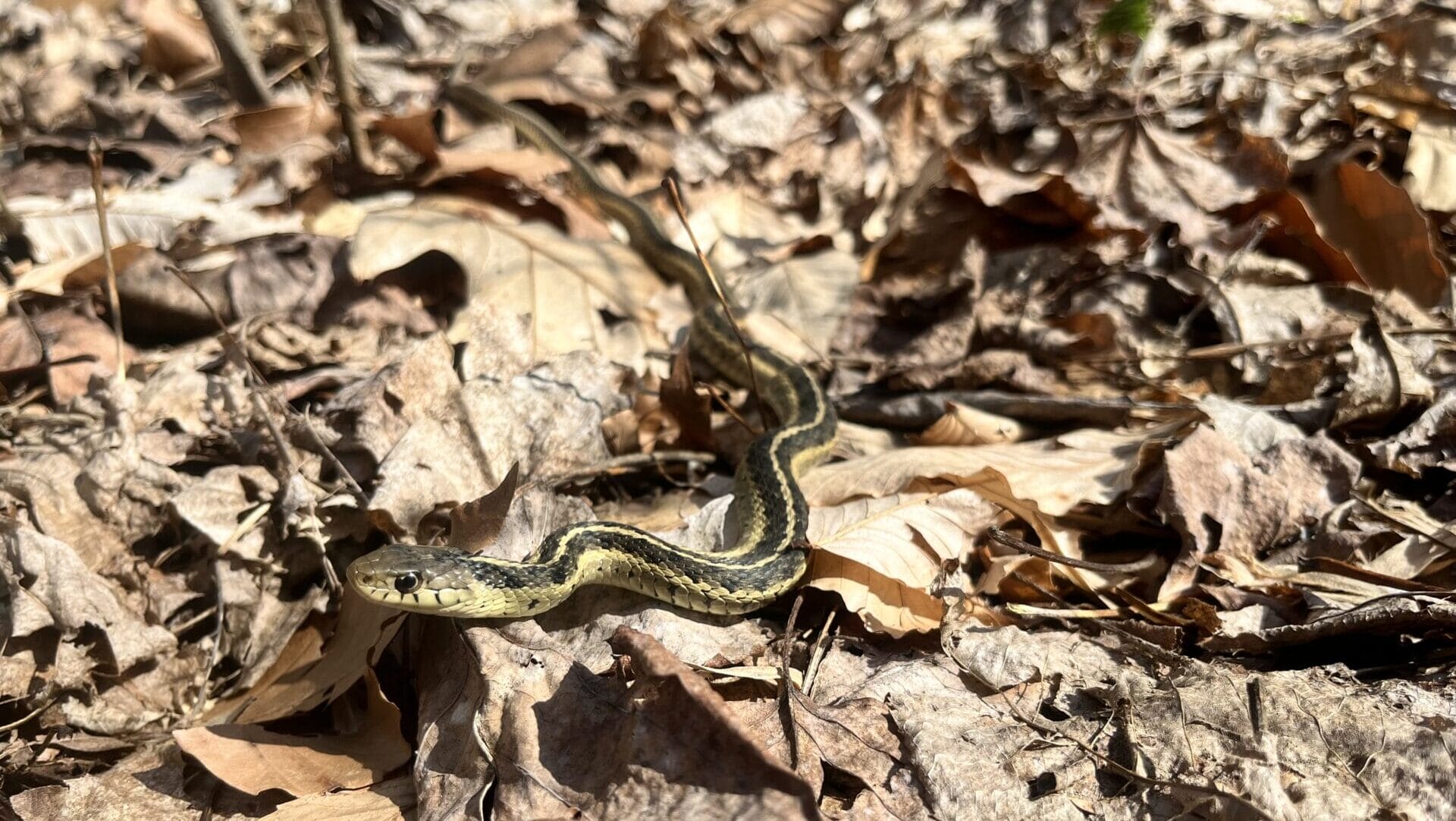 garter snake in a bed of brown leaves