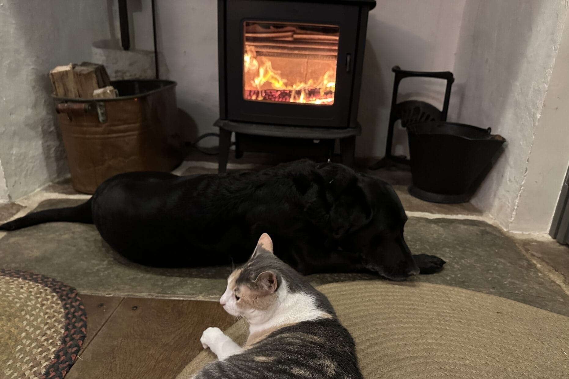 Calico cat and Labrador retriever basking by wood stove.