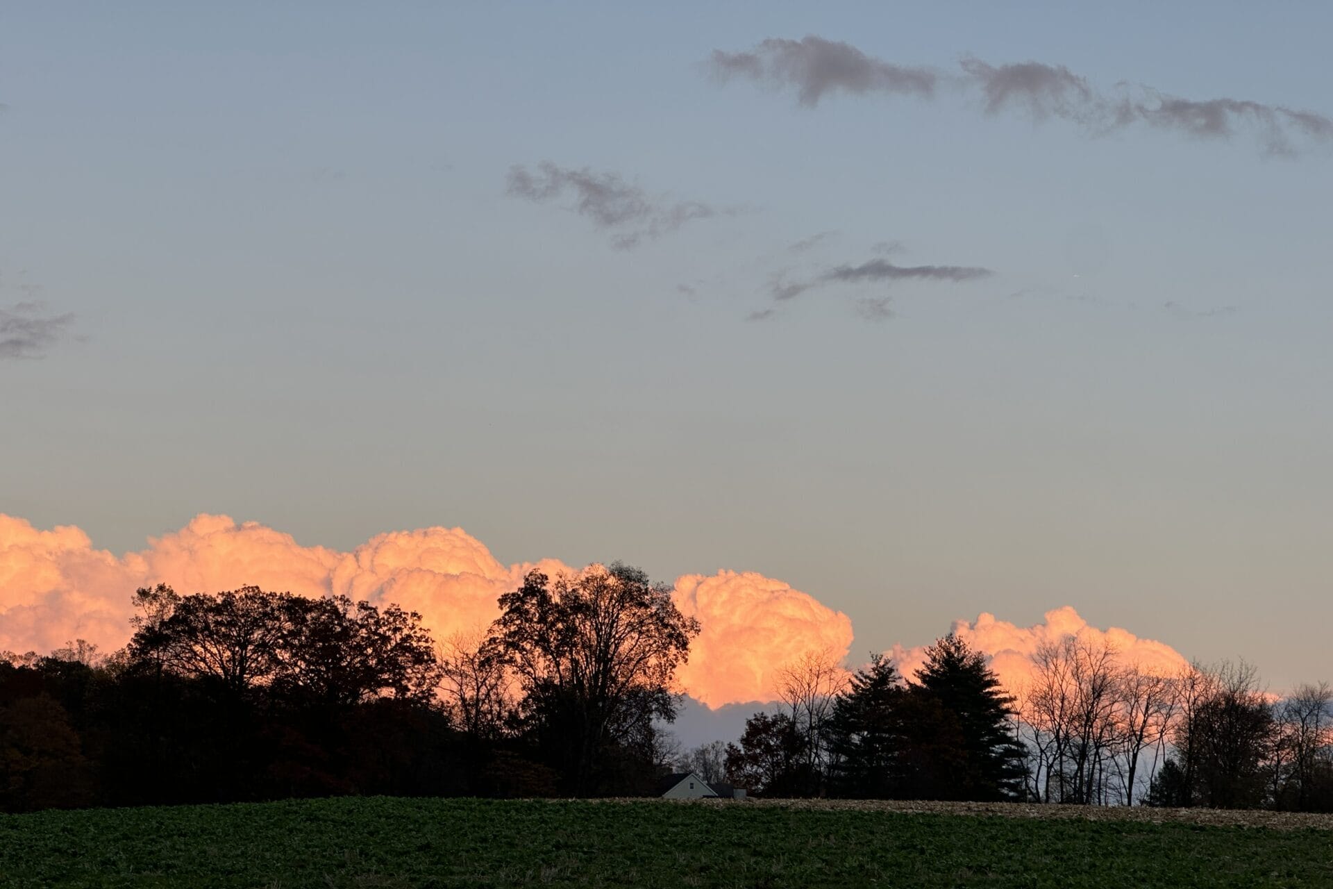 Puffy clouds behind trees illuminated by sunset.