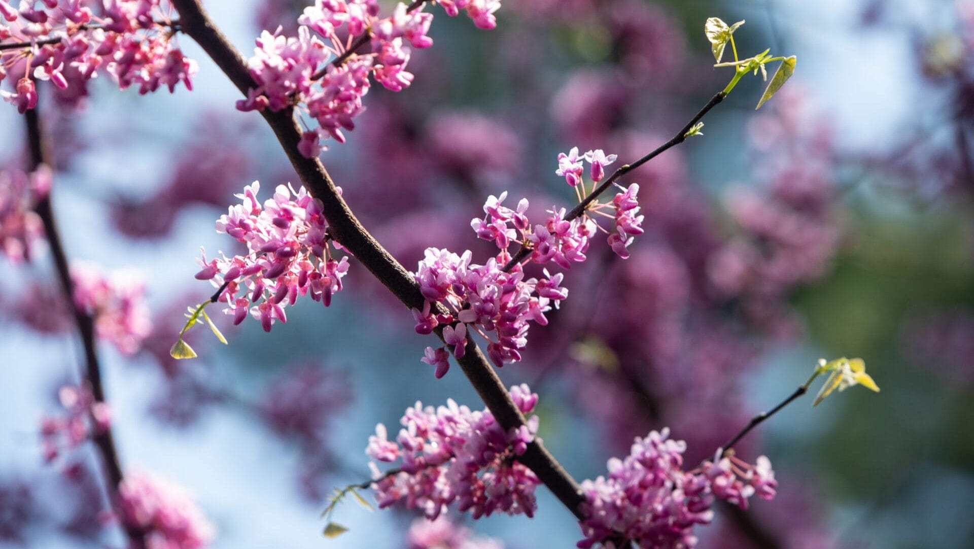 pink spring blooms on a branch
