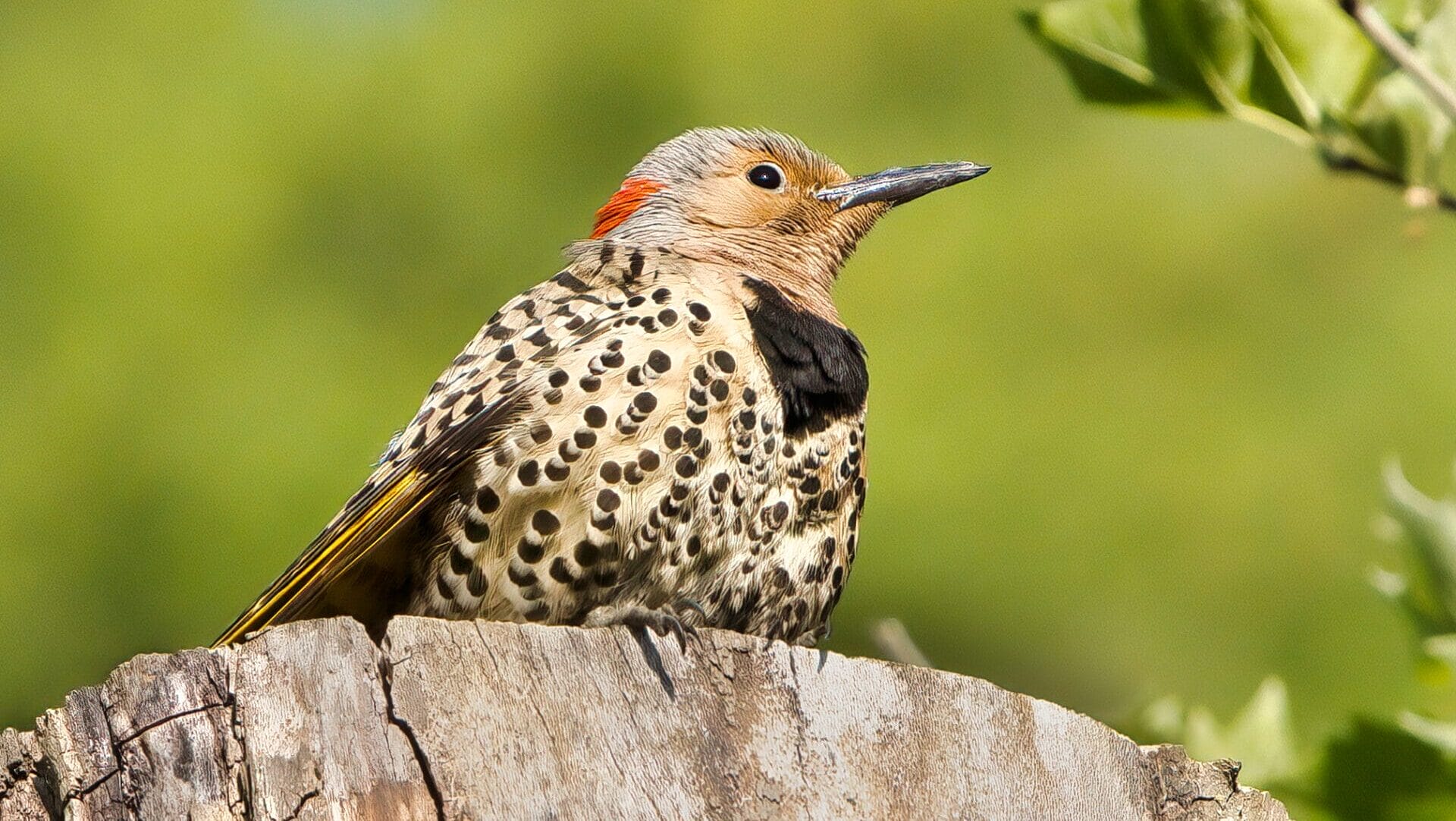 Northern flicker (bird) perched on a tree stump