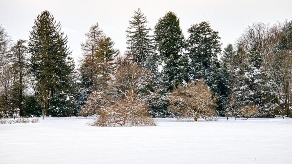 snowy landscape with trees covered in snow