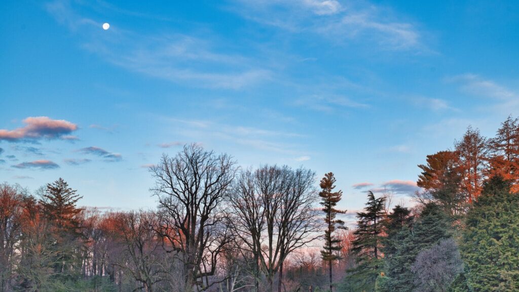 meadow view of trees lit by a setting sun and the moon in the sky