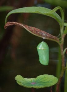 Monarch butterfly chrysalis on a leaf
