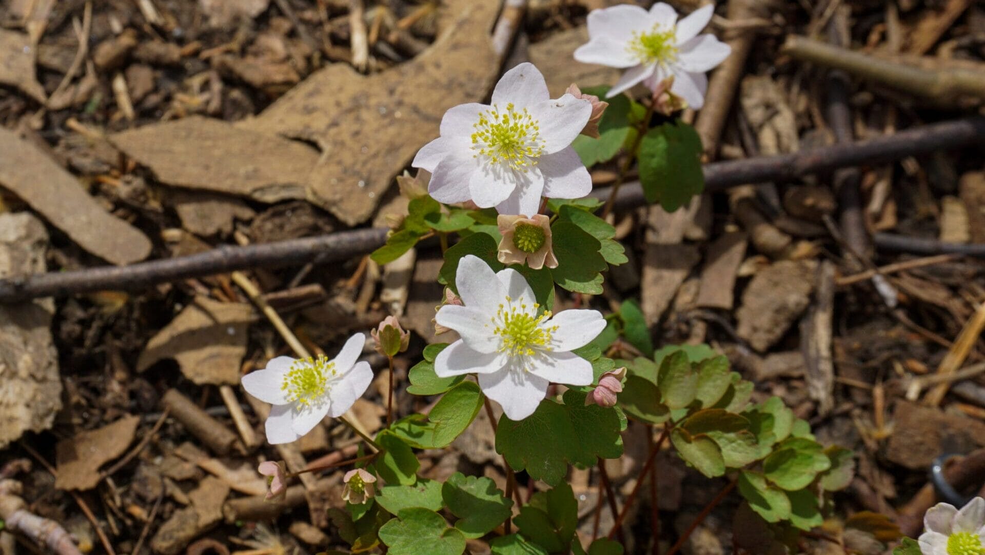 white flowers with yellow centers in a bed of brown mulch