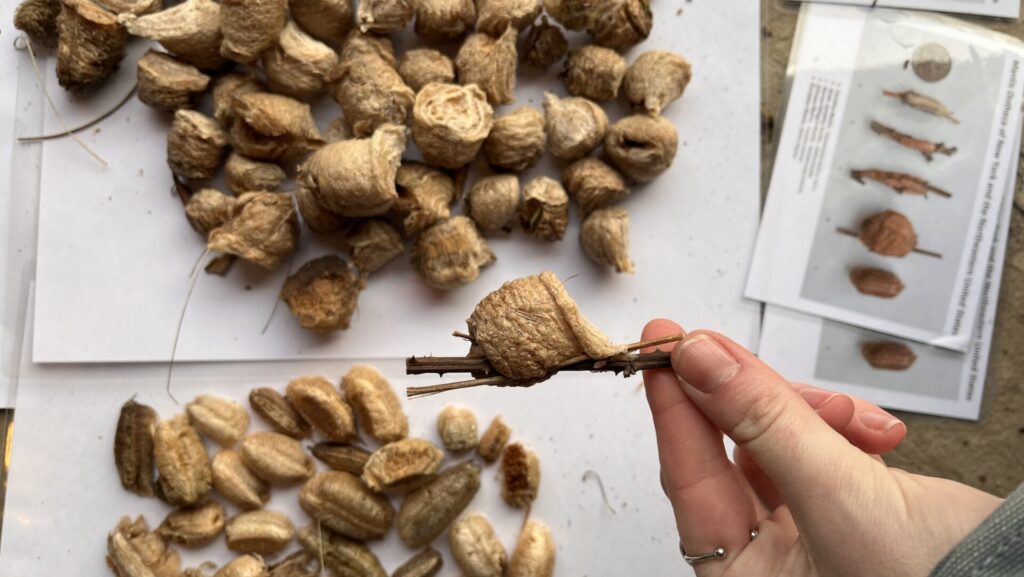 invasive mantis casings with a hand holding one up