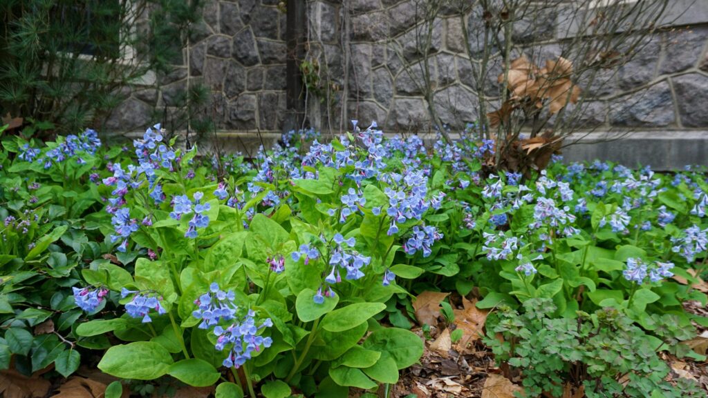 virginia blue bells with a stone wall in the background