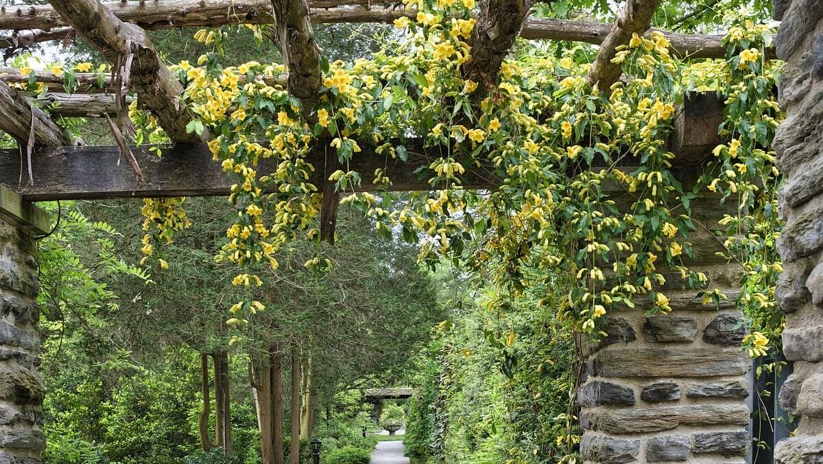yellow flowering vines hanging for a pergola with a garden in the background