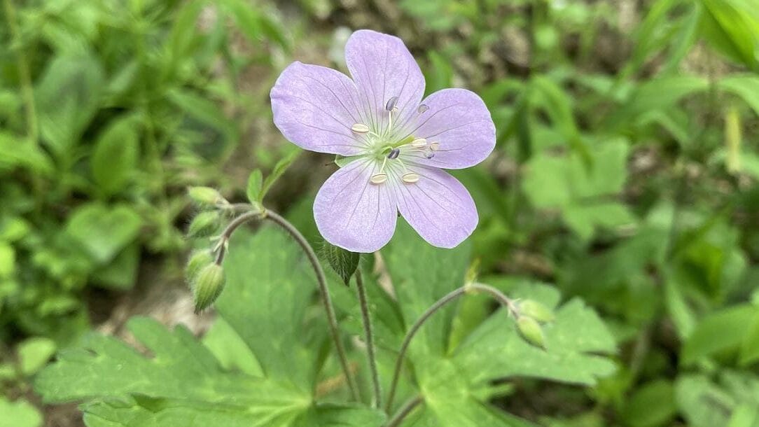light purple/pink flower blooming