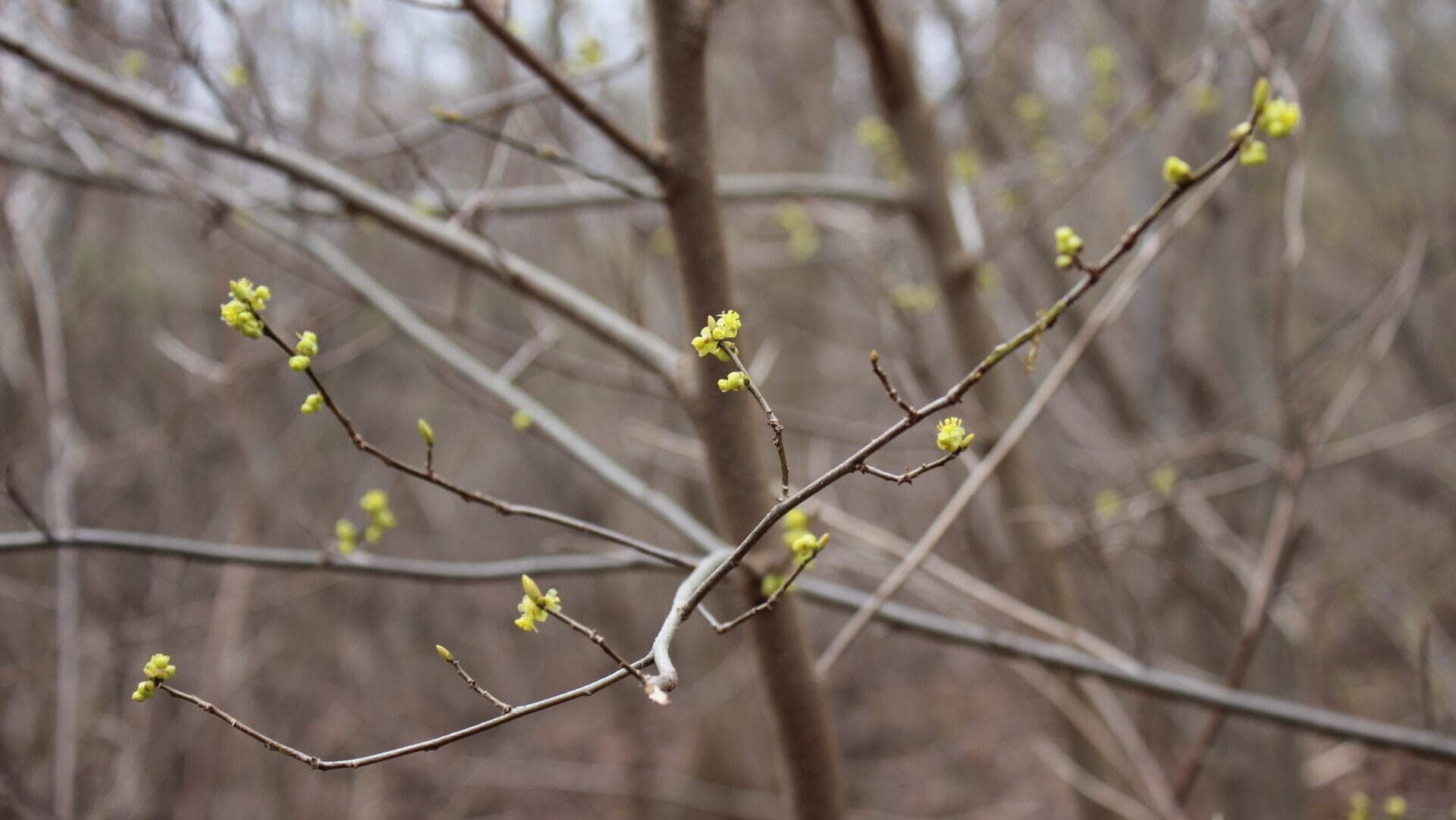 bare tree branches with some yellow spring blooms on them