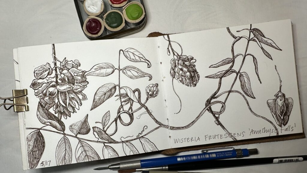 pen and ink drawing of wisteria in a sketchbook