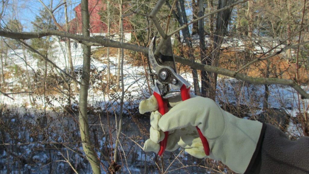 a gloved hand holding clippers in nature