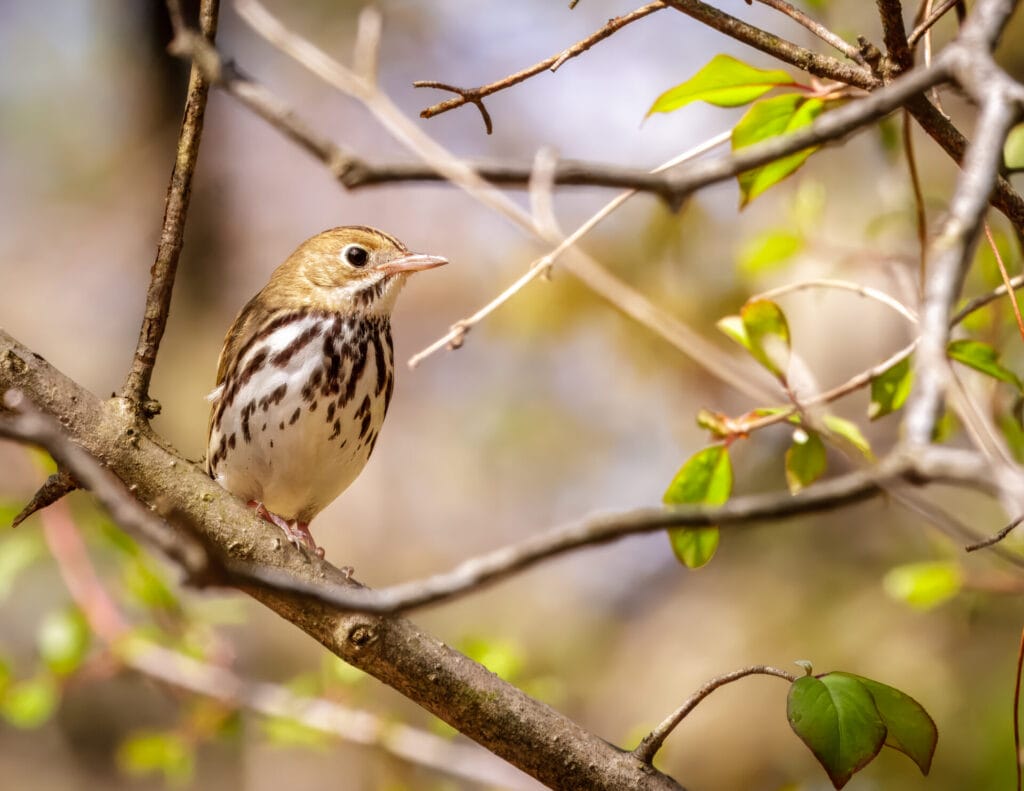 a close-up of a bird in a branch in forest