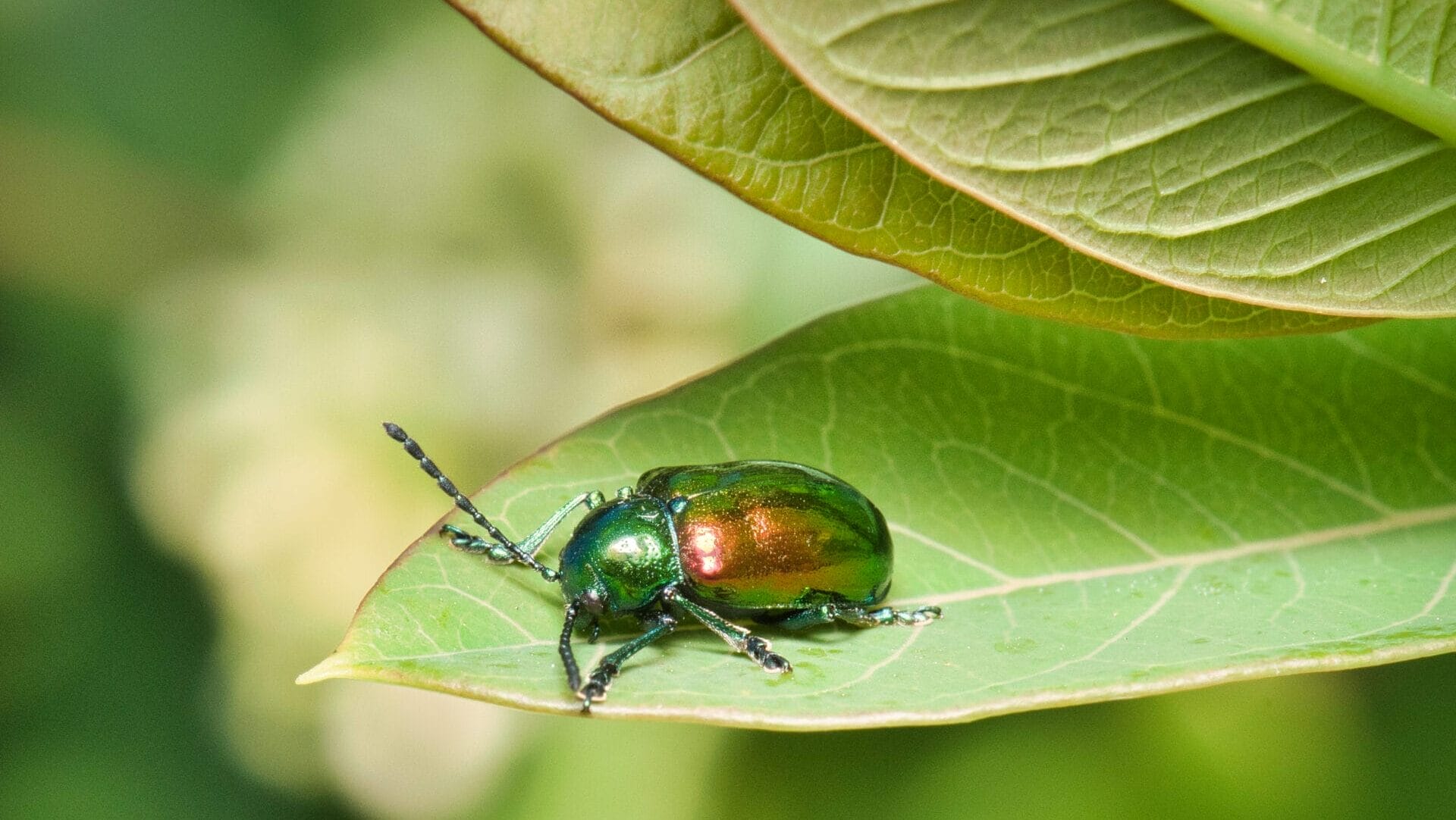 A dogbane beetle on hemp dogbane
