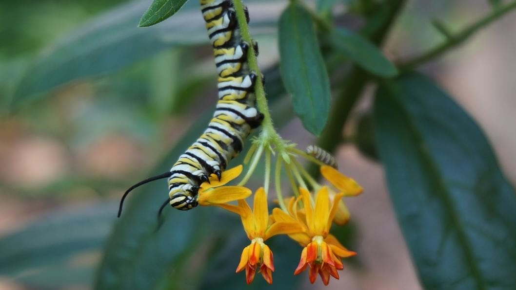 caterpillar on a flower stem with orange and yellow blooms