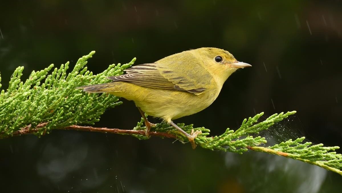 yellow bird on an evergreen branch