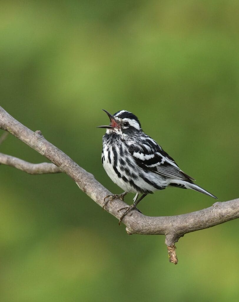 black and white warbler singing while perched on a branch with a green background