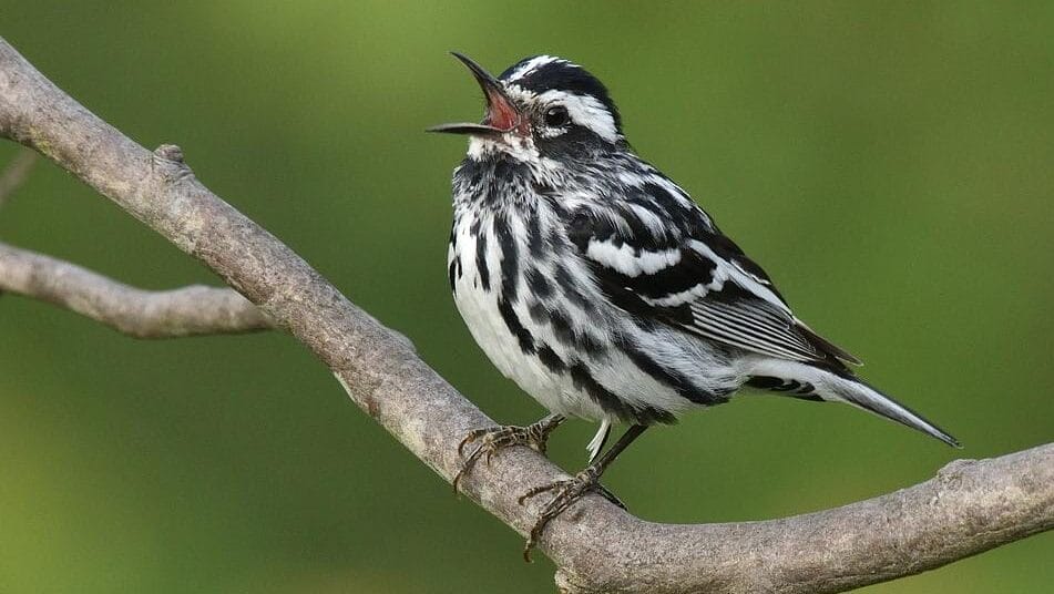 black and white warbler singing while perched on a branch with a green background