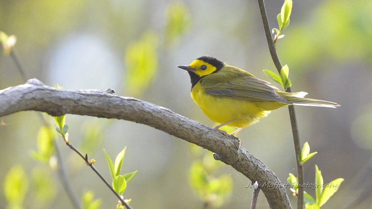 yellow and brown bird perched on a branch surrounded by spring leaves