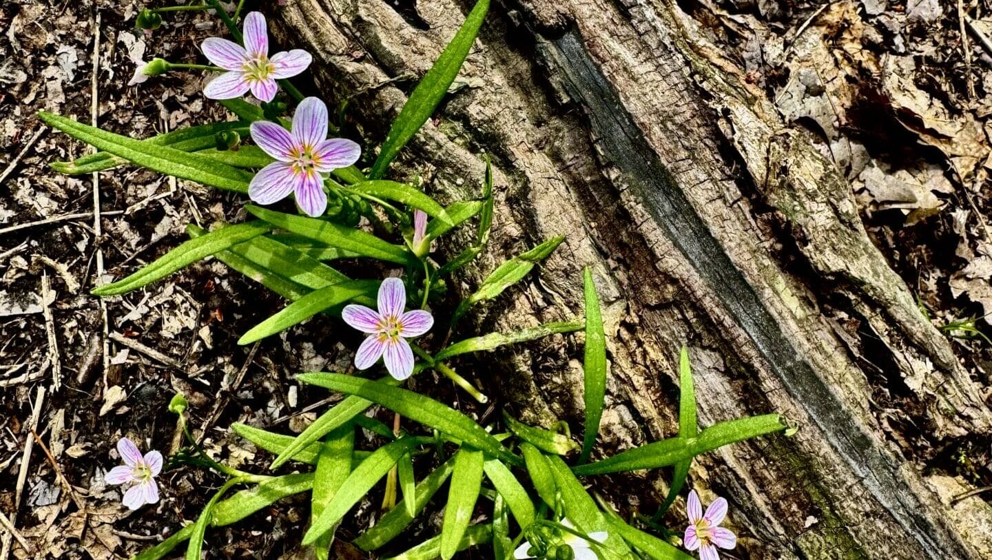 pink spring flower blooms on the ground among leaf litter and a fallen tree
