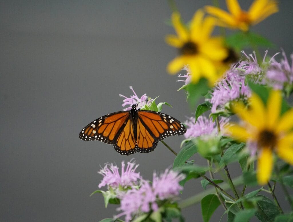 Monarch butterfly on bee balm